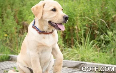 狗与翻译器2026官方正版 狗与翻译器2026官方正版